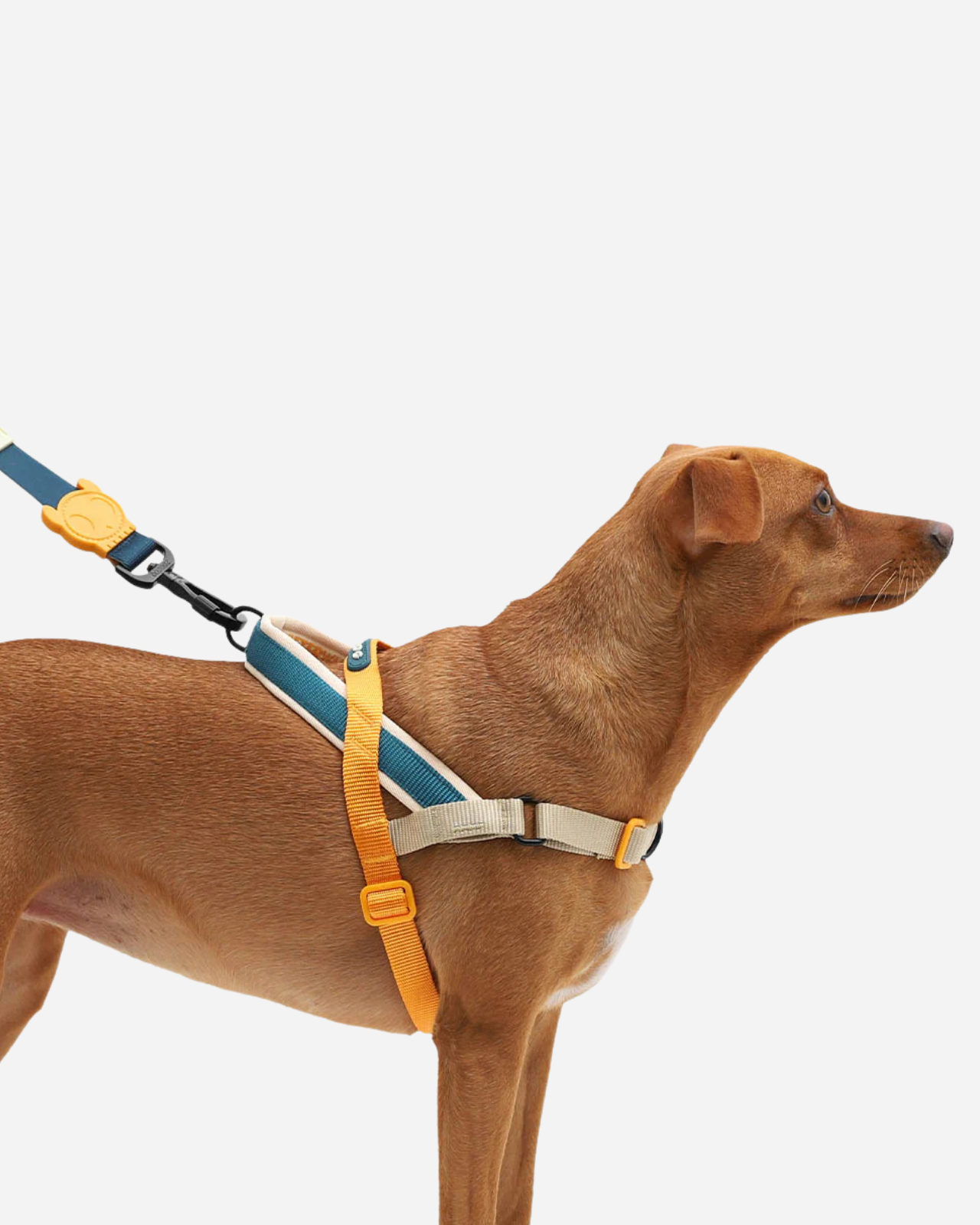 444.dogs専用 ZEE.DOG | SofterWalk No-Pull Dog Harness in Voyage | DOG & CO.