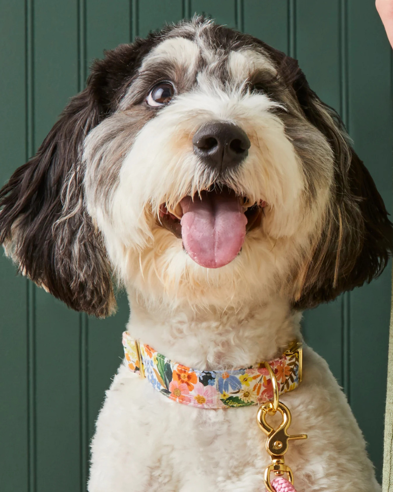 Marguerite Floral Dog Collar WALK THE FOGGY DOG