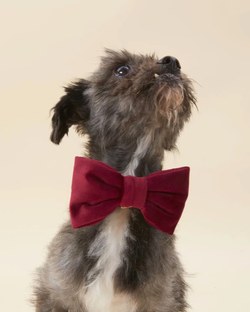 Burgundy Velvet Dog Bow Tie Wear THE FOGGY DOG