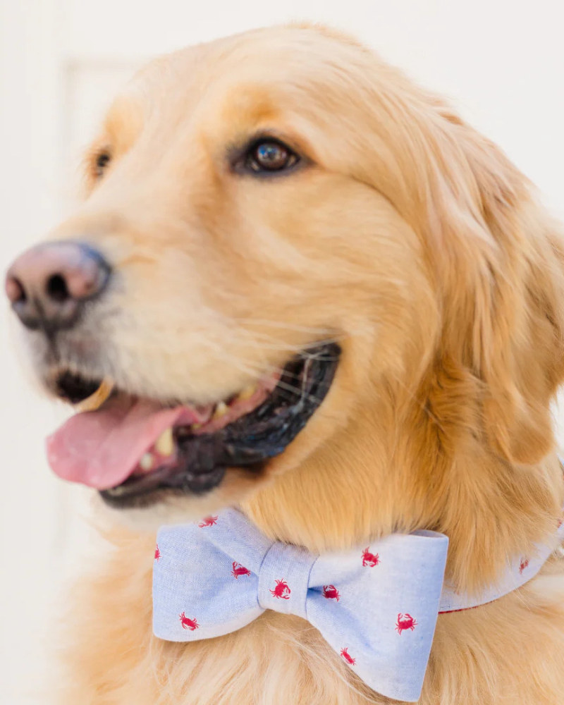 Feeling Crabby Bow Tie Dog Collar (Made in the USA) WALK Crew LaLa