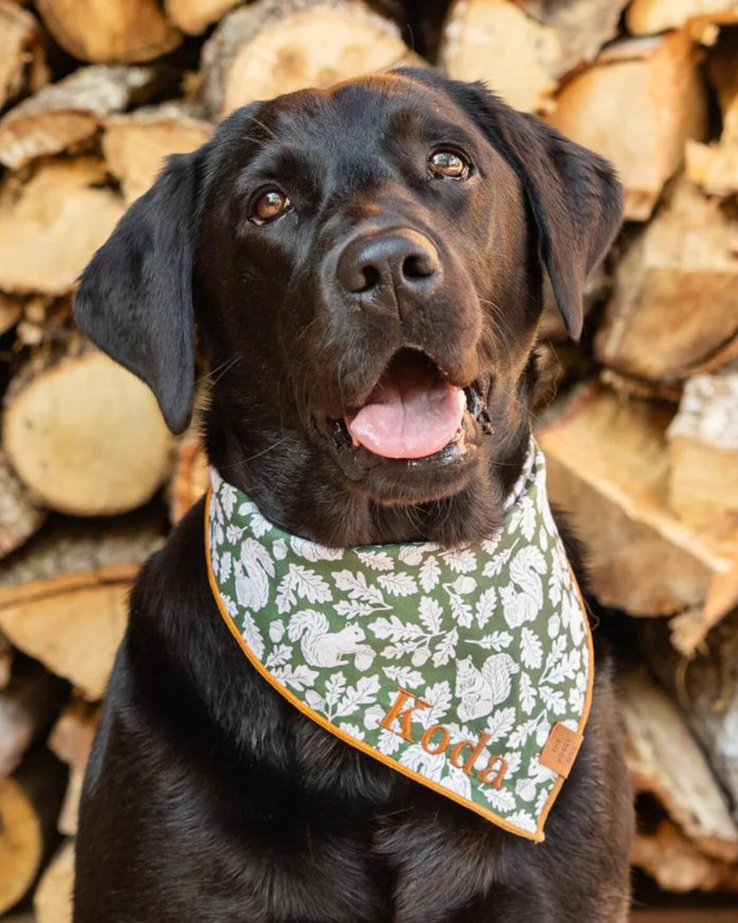 Fall Squirrel Dog Bandana (Made in the USA) Wear THE FOGGY DOG   