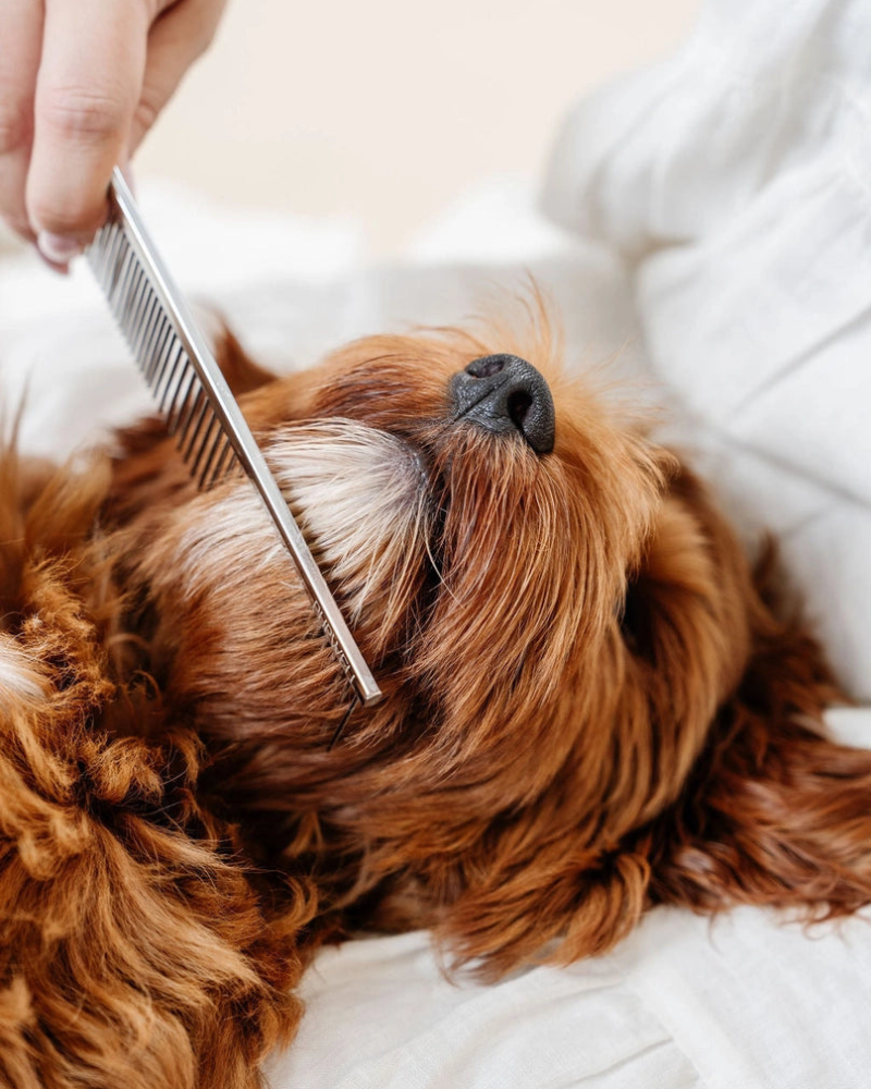 PUPWELL | Everyday Comb for Dogs | DOG & CO.