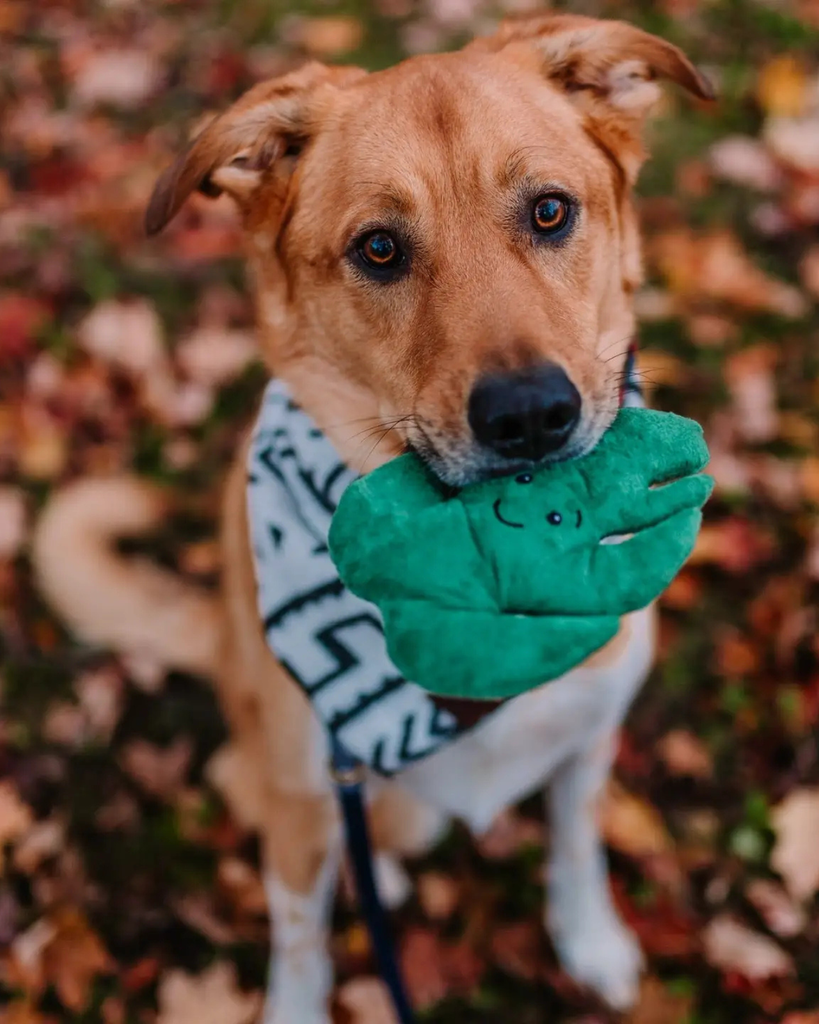 monstera and dogs CONTIGO DOGS | Monstera Recycled Squeaky + Crinkle Dog Toy