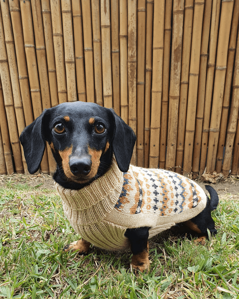 Golden Dreams Alpaca Dog Sweater Wear ALQO WASI   