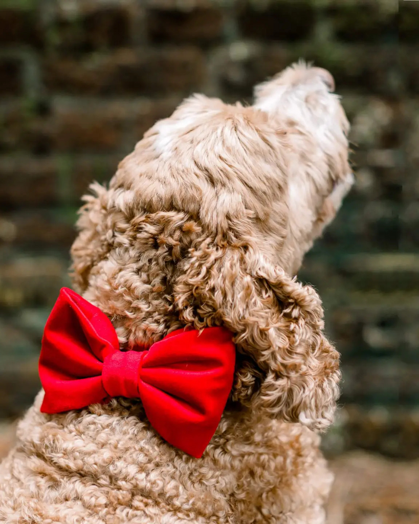 Cranberry Velvet Dog Bow Tie (Made in the USA) Wear THE FOGGY DOG   