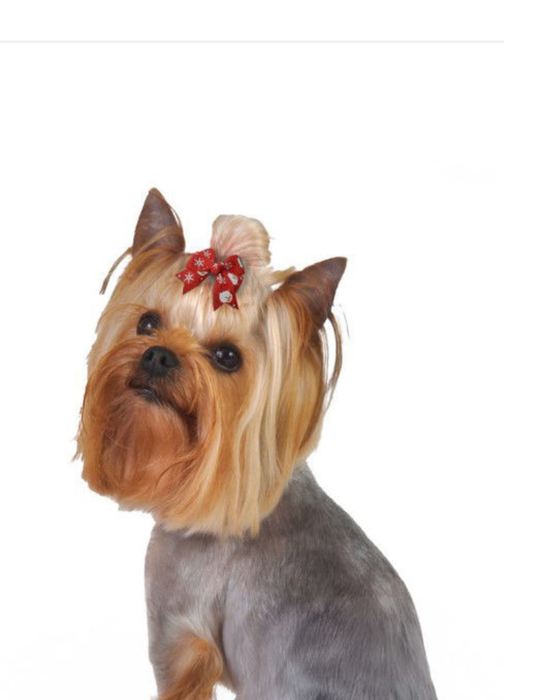 Santa's Snowflake Dog Hair Bow Wear CANINE CLIPS