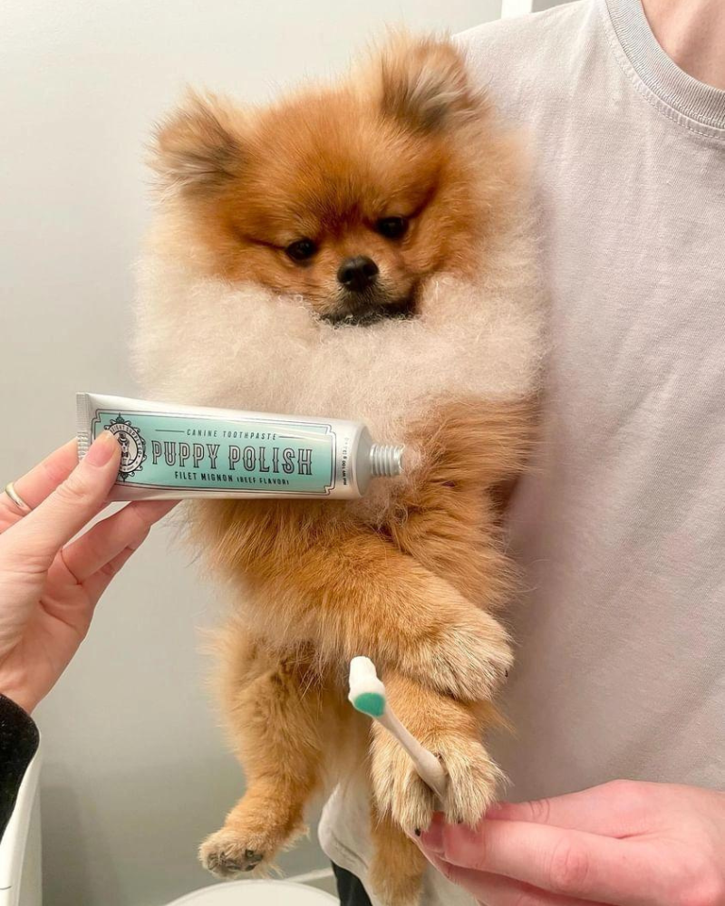 Puppy Polish Dog Toothpaste in Filet Mignon Flavor (Beef) HOME WAG & BRIGHT SUPPLY CO.   