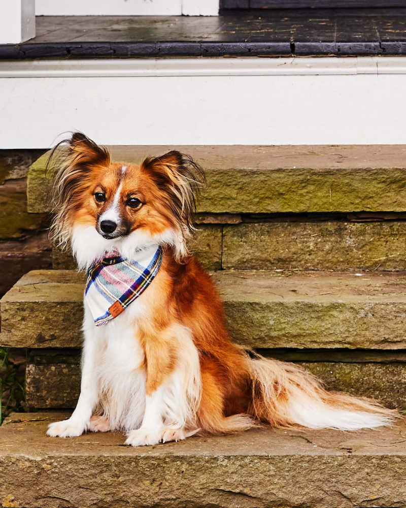 Regent Plaid Flannel Dog Bandana Wear THE FOGGY DOG   
