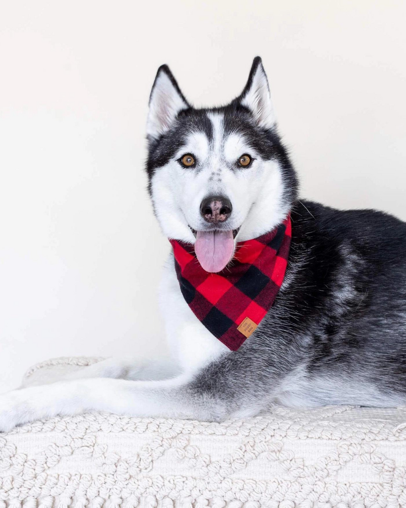 Red and Black Buffalo Check Flannel Dog Bandana (FINAL SALE) Wear THE FOGGY DOG   