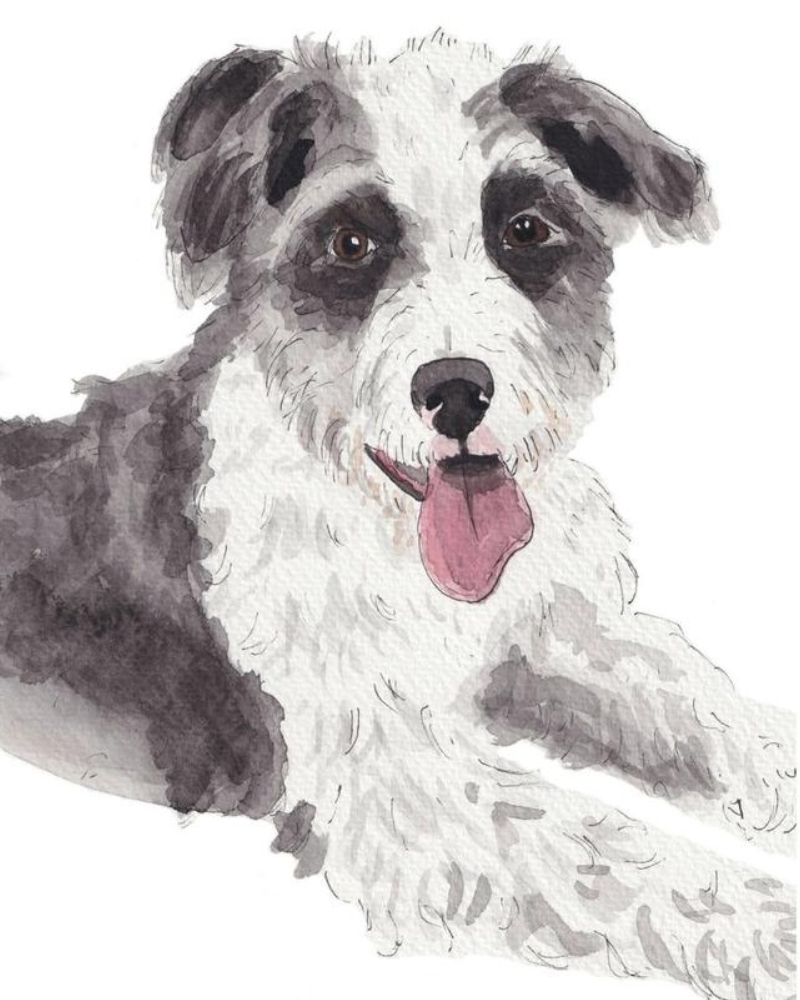 Custom Watercolor Pet Portrait (5x7) HOME Alexandra Schmeling Fine Art   