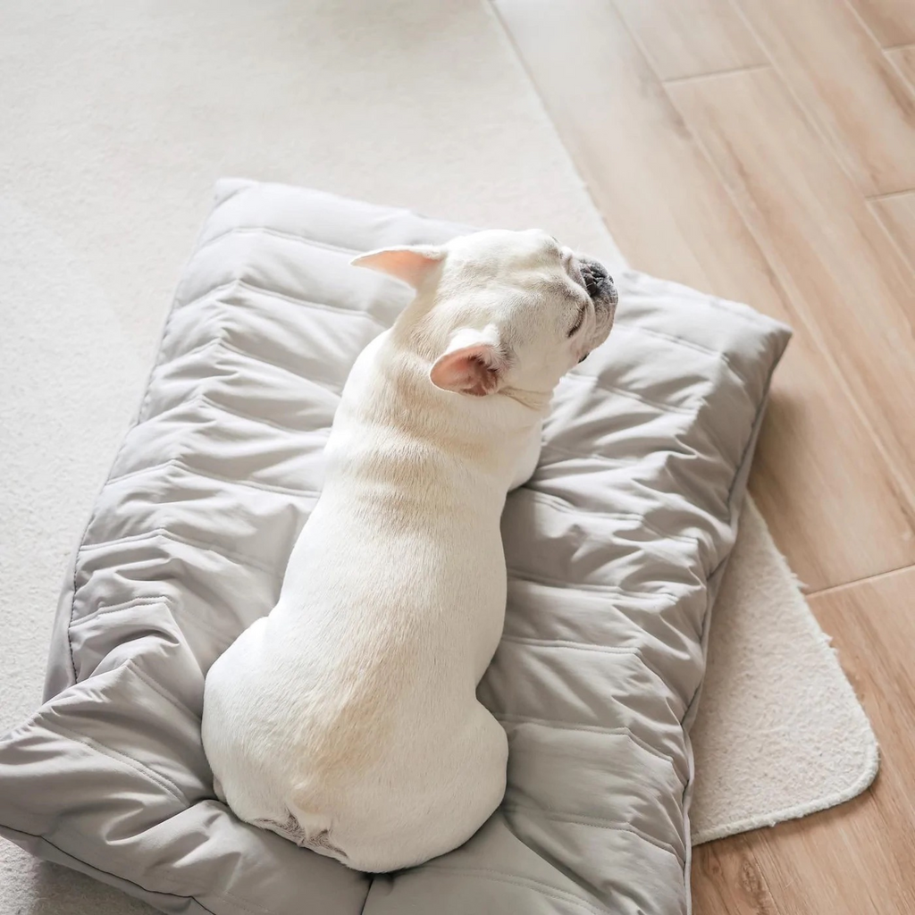 Maatin Reversible Memory Foam Pet Bed HOME LAMBWOLF COLLECTIVE   