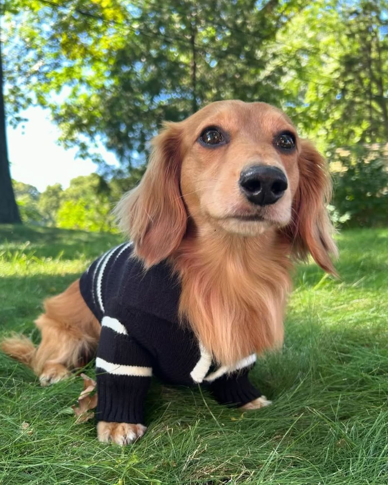 Cortado Striped Zipper Turtleneck Dog Sweater Wear HOSHIBA PET