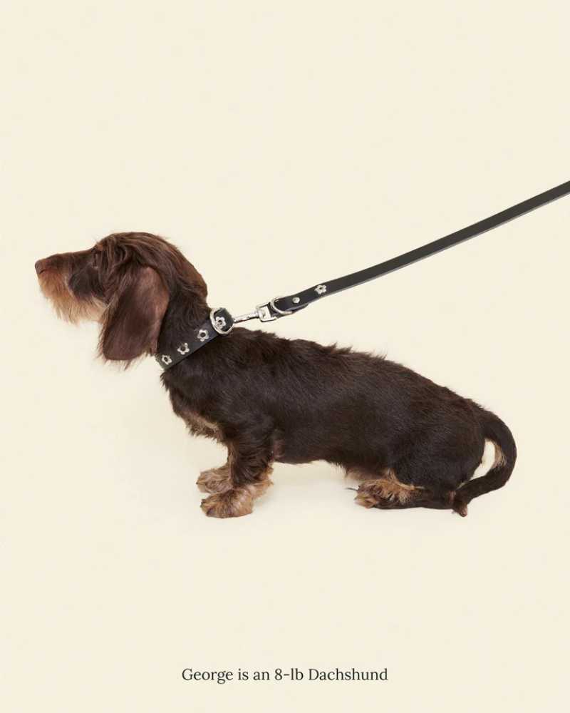 Flower Power Dog Leash in Midnight WALK LITTLE BEAST