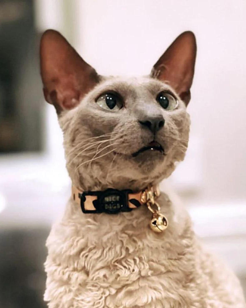 Tiggy Leather Cat Collar in Black WALK NICE DIGS   
