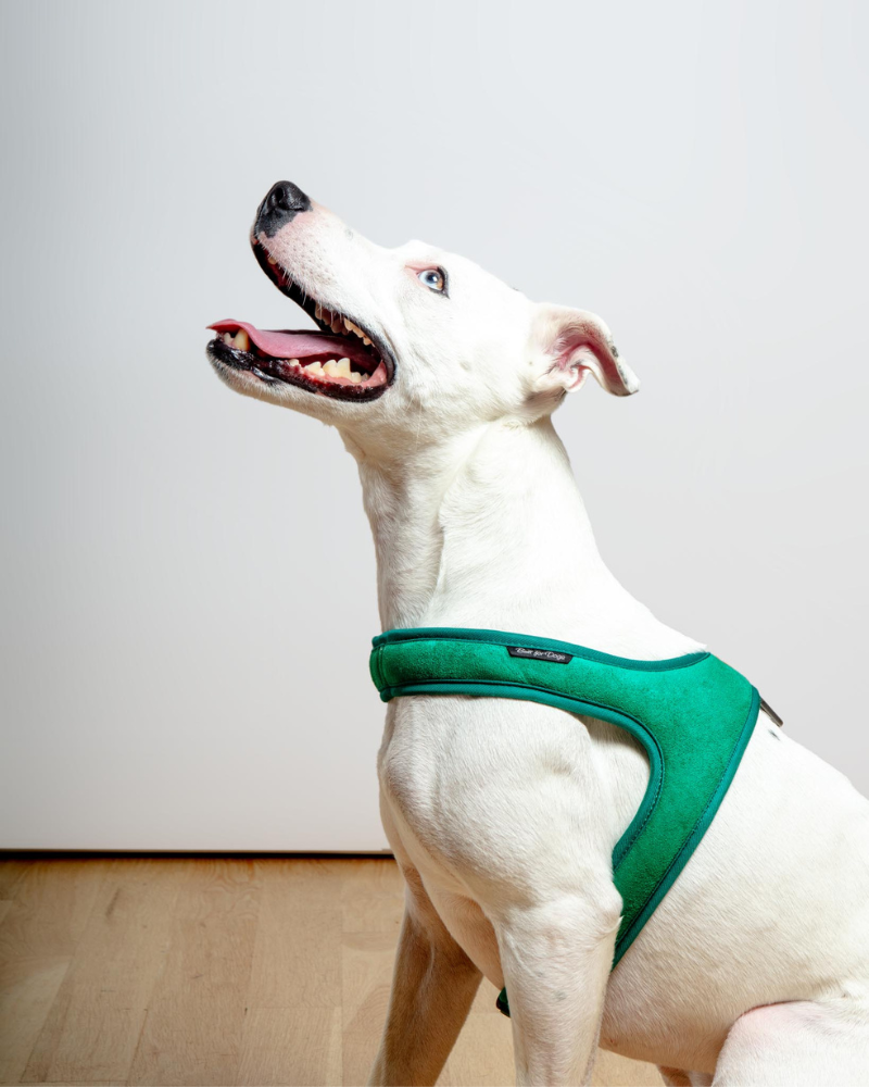 DOGS Charlie Was a Good Dog 7インチ Sam's Pets 25