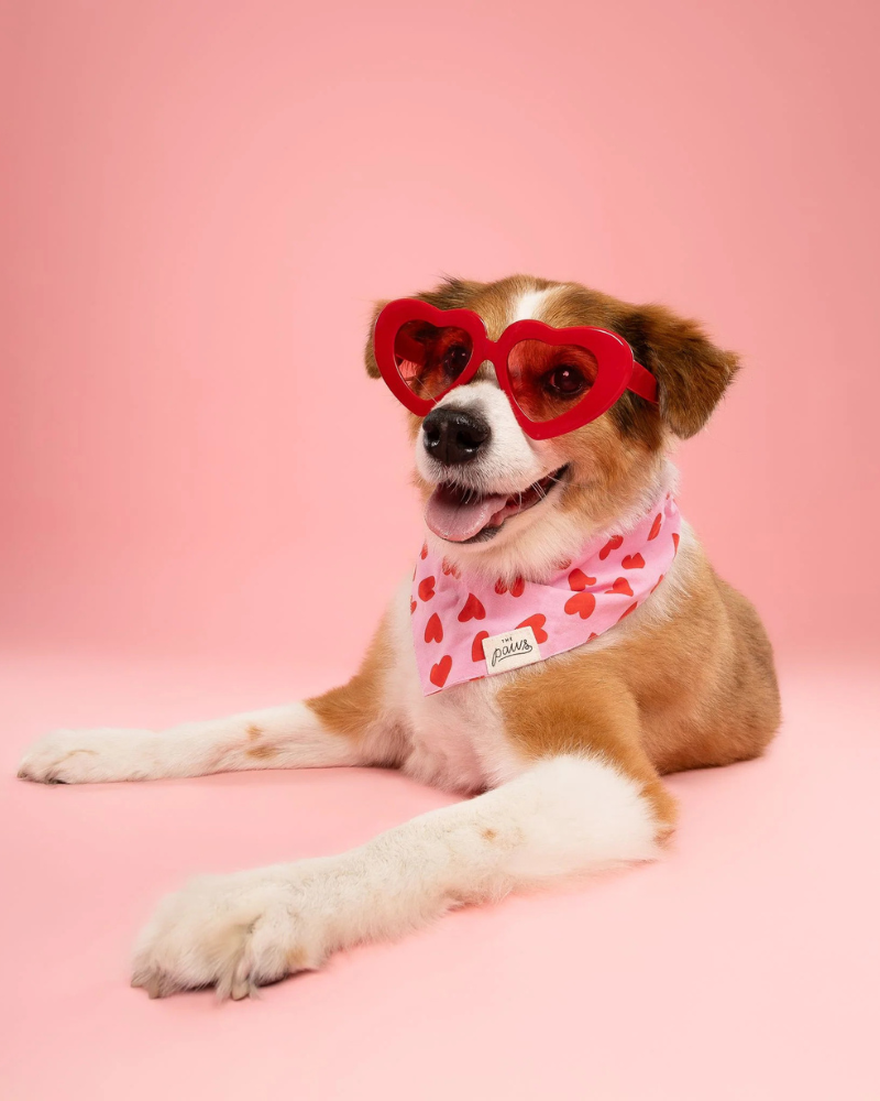 Lovesong Heart Dog Bandana Wear THE PAWS