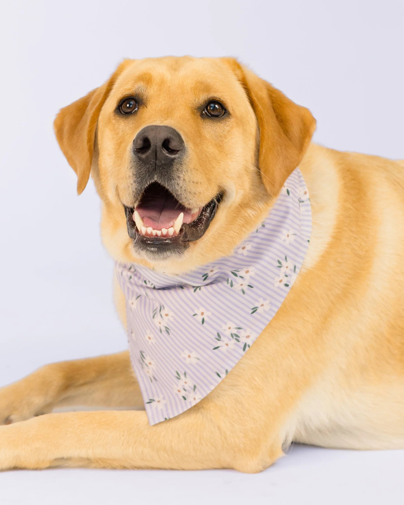Nantucket Blooms Dog Bandana wear Crew LaLa