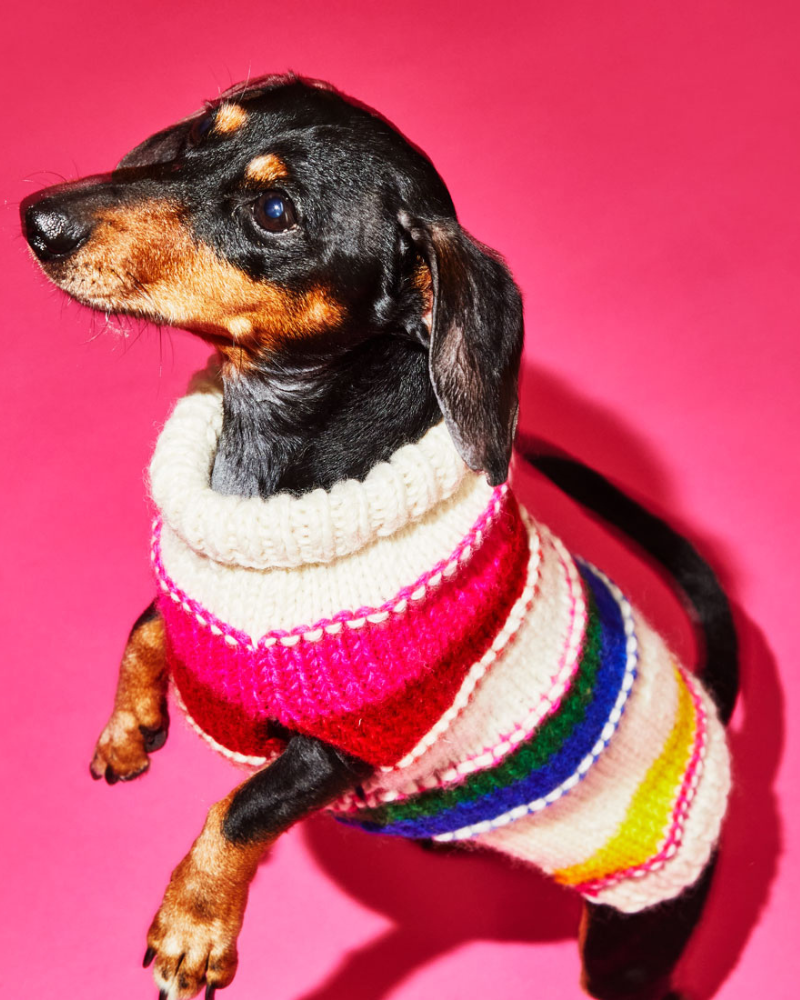 Neon Stripe Wool Dog Sweater (FINAL SALE) Wear WARE OF THE DOG   