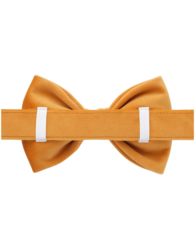 Honey Velvet Dog Bow Tie (Made in the USA) (FINAL SALE) Wear THE FOGGY DOG   