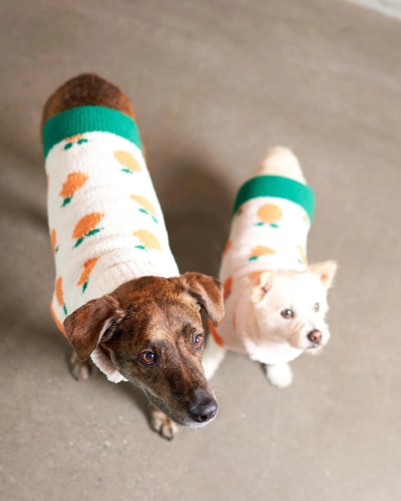 Orange Dog Sweater Wear THE FURRYFOLKS   