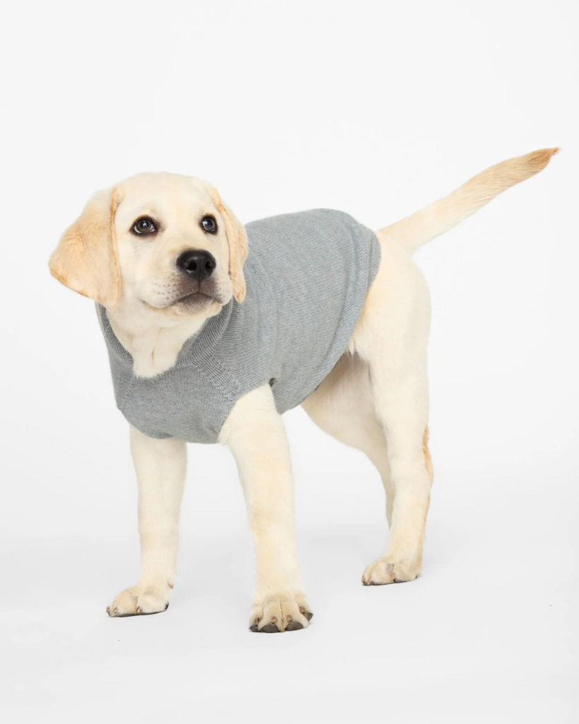 The Cashmere Dog Hoodie Dog & Co x Brochu Walker Exclusive Wear BROCHU WALKER   