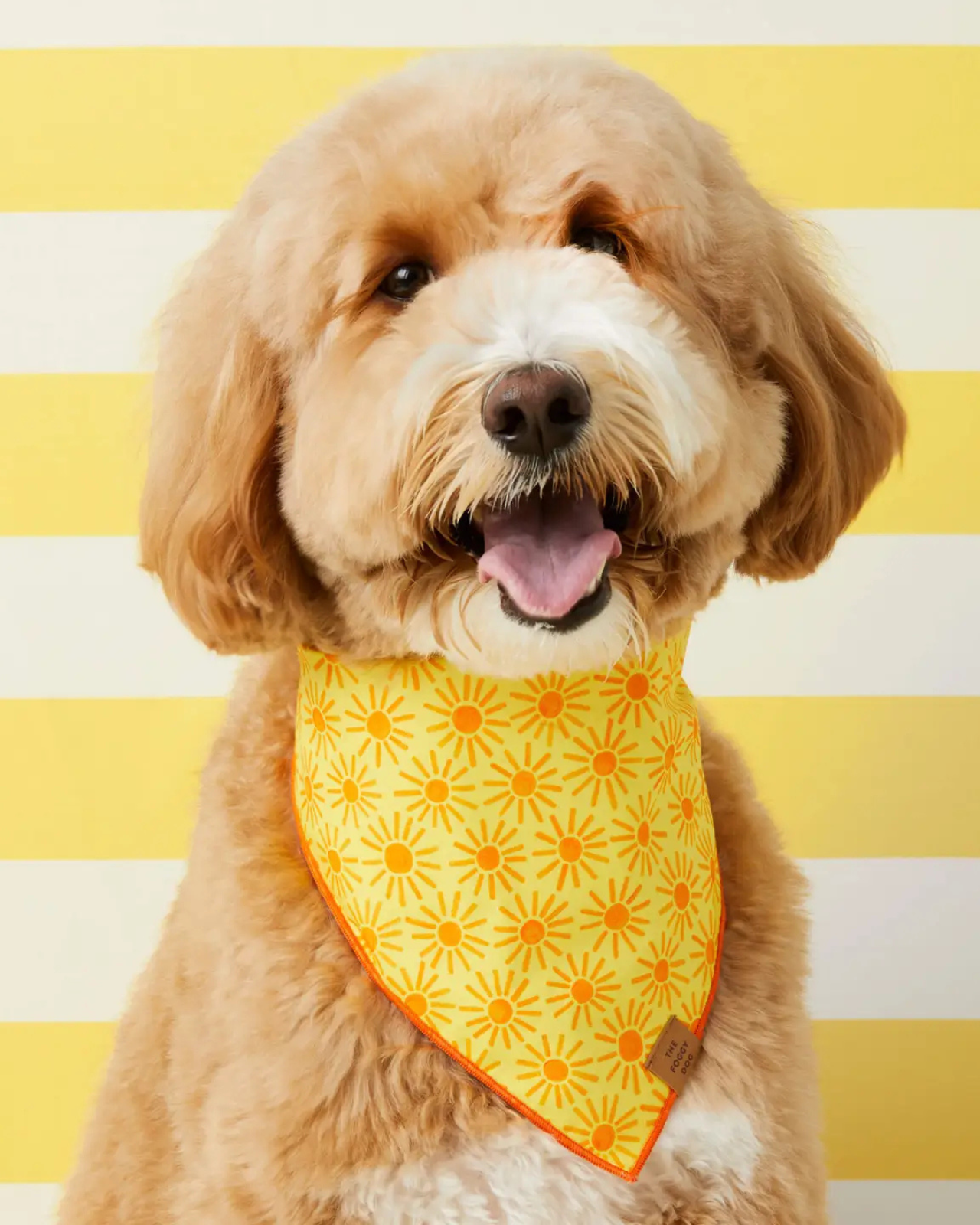DOG & CO. | Quality Pet Products, In-Store & Online