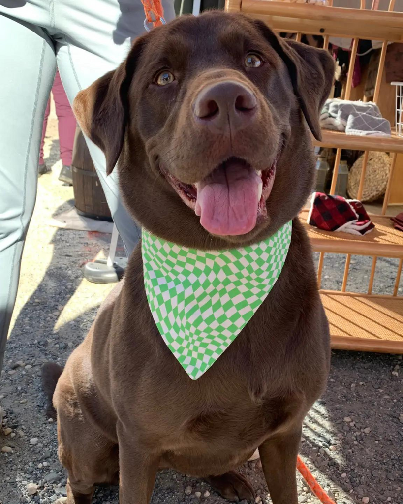 Groovy Pooch Dog Bandana (Made In the USA) (FINAL SALE) Wear LUCA AND B   