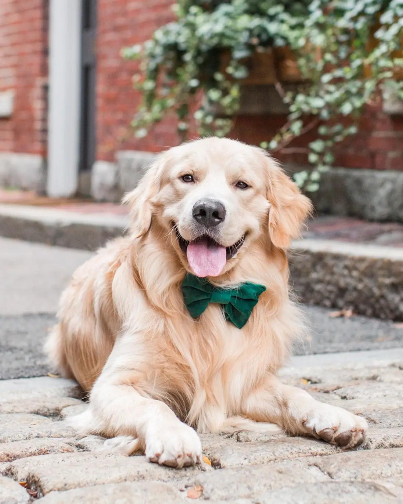 Forest Green Velvet Dog Bow Tie Wear THE FOGGY DOG   