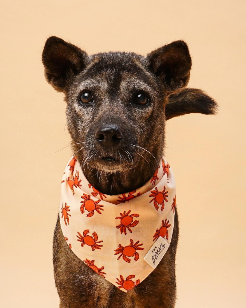 Mr. Crabby Dog Bandana Wear THE PAWS