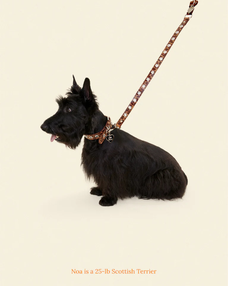 Flower Power Dog Leash in Cougar WALK LITTLE BEAST