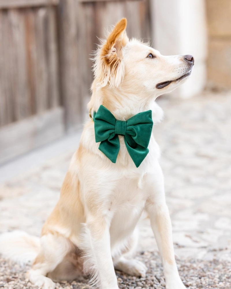 Forest Green Velvet Lady Dog Bow Wear THE FOGGY DOG   