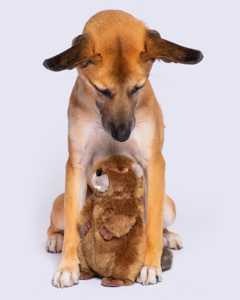 beaver dog toy squeaky small Troy Beaver