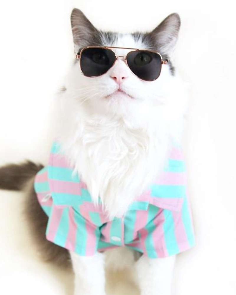 Stripey Poolside Button-Down Dog Shirt (Made in the USA) Wear ICECREAMTREE STUDIO