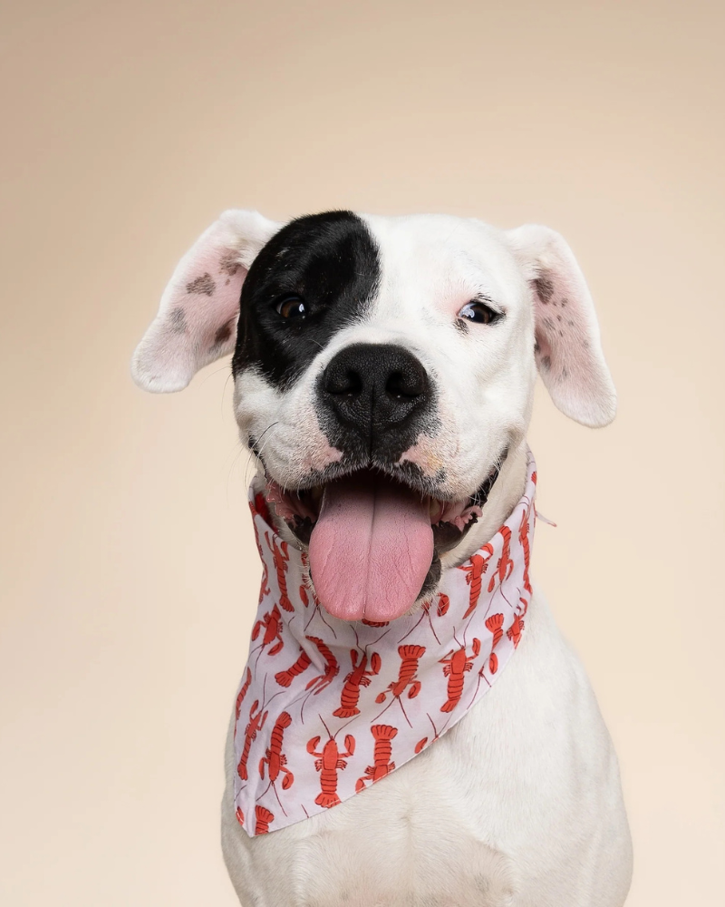 Lobstah Dog Bandana Wear THE PAWS