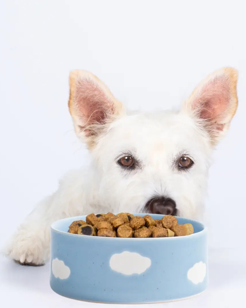 Ceramic Cloud Dog Bowl Set (Made in Portugal) Eat EGG BACK HOME