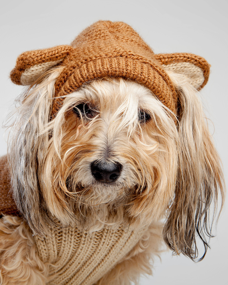 Teddy Bear Handknit Dog Sweater wear PERUVIAN KNITS