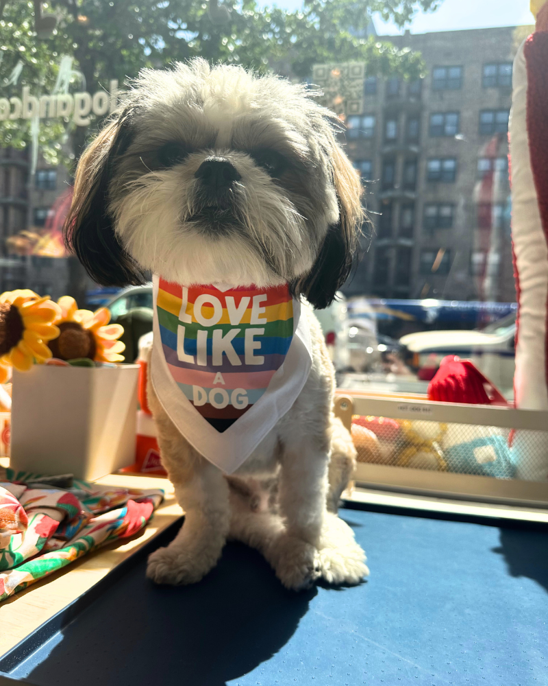 Spoilt Rotten Pets "I Love My Dads" Pride Rainbow Dog Bandana - Size 2 (Small/Medium Dogs)