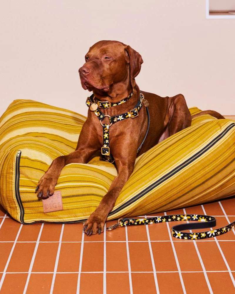 Posie Leather Dog Harness in Sunshine WALK NICE DIGS   