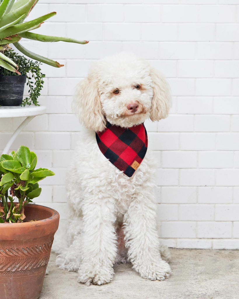 Red and Black Buffalo Check Flannel Dog Bandana (FINAL SALE) Wear THE FOGGY DOG   