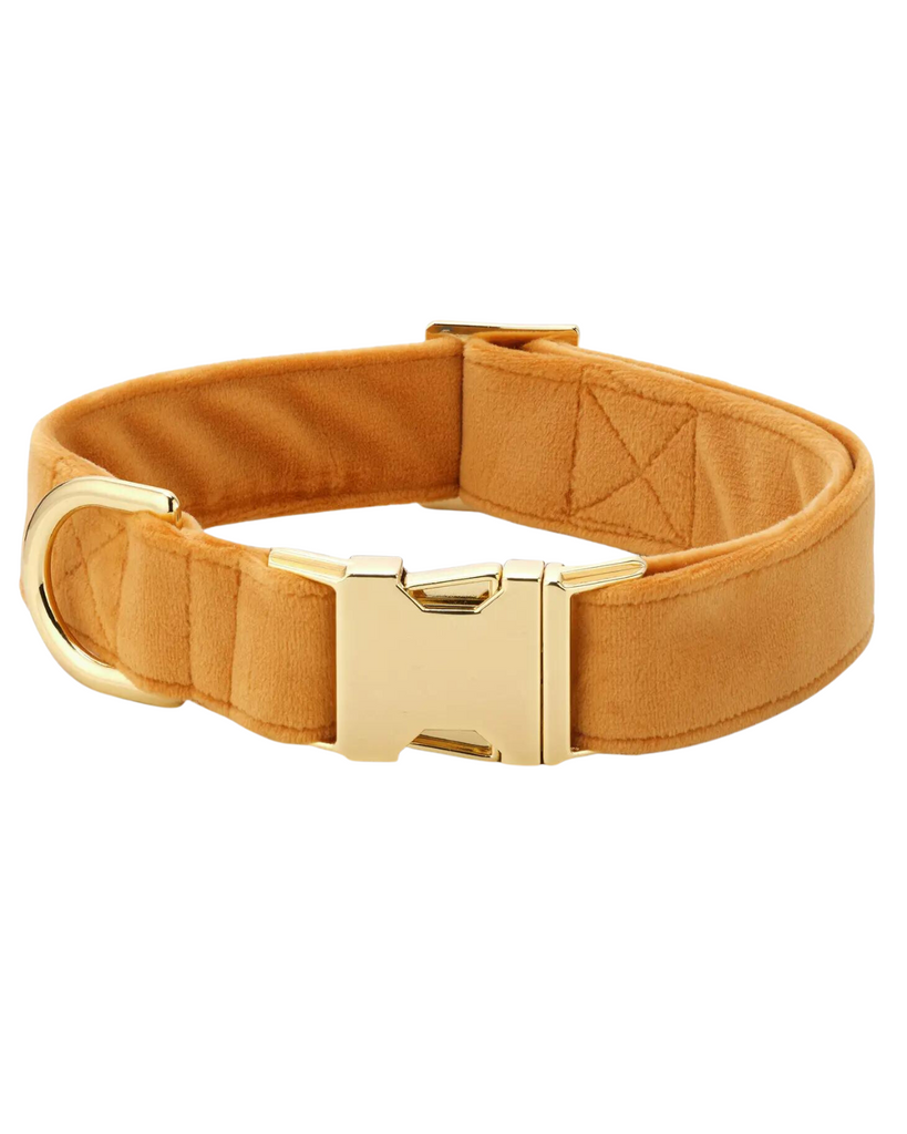 Honey Velvet Dog Collar (Made in the USA) WALK THE FOGGY DOG   
