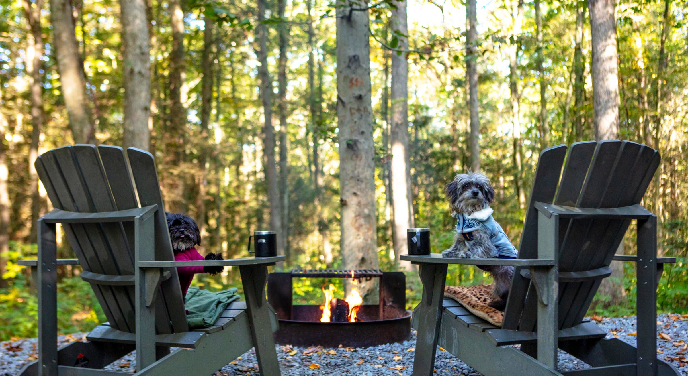 DOG & CO. | Quality Pet Products, In-Store & Online