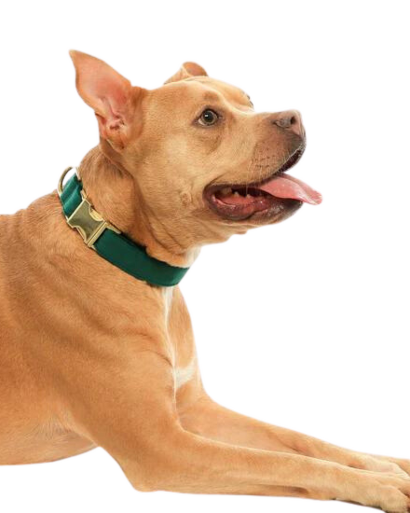 Forest Green Velvet Dog Collar (FINAL SALE) WALK THE FOGGY DOG   