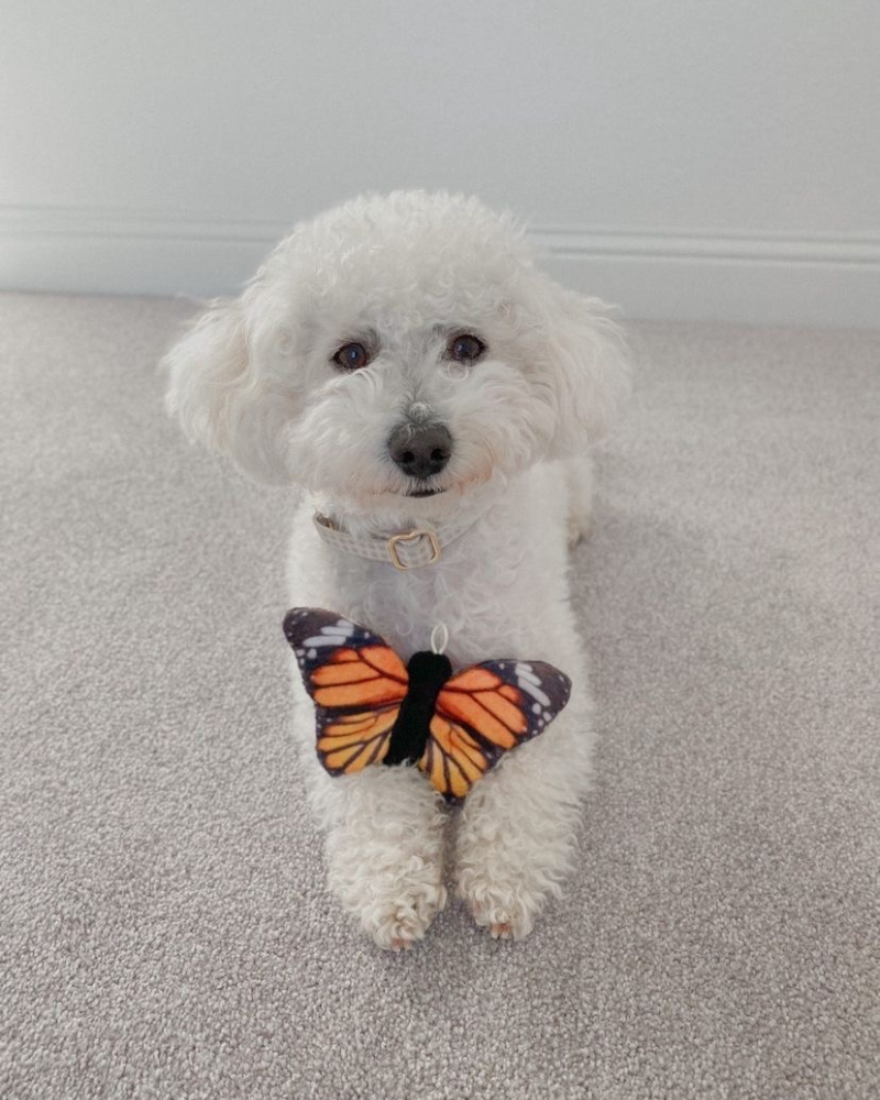 Butterfly Squeaky Dog Toy Play TALL TAILS   