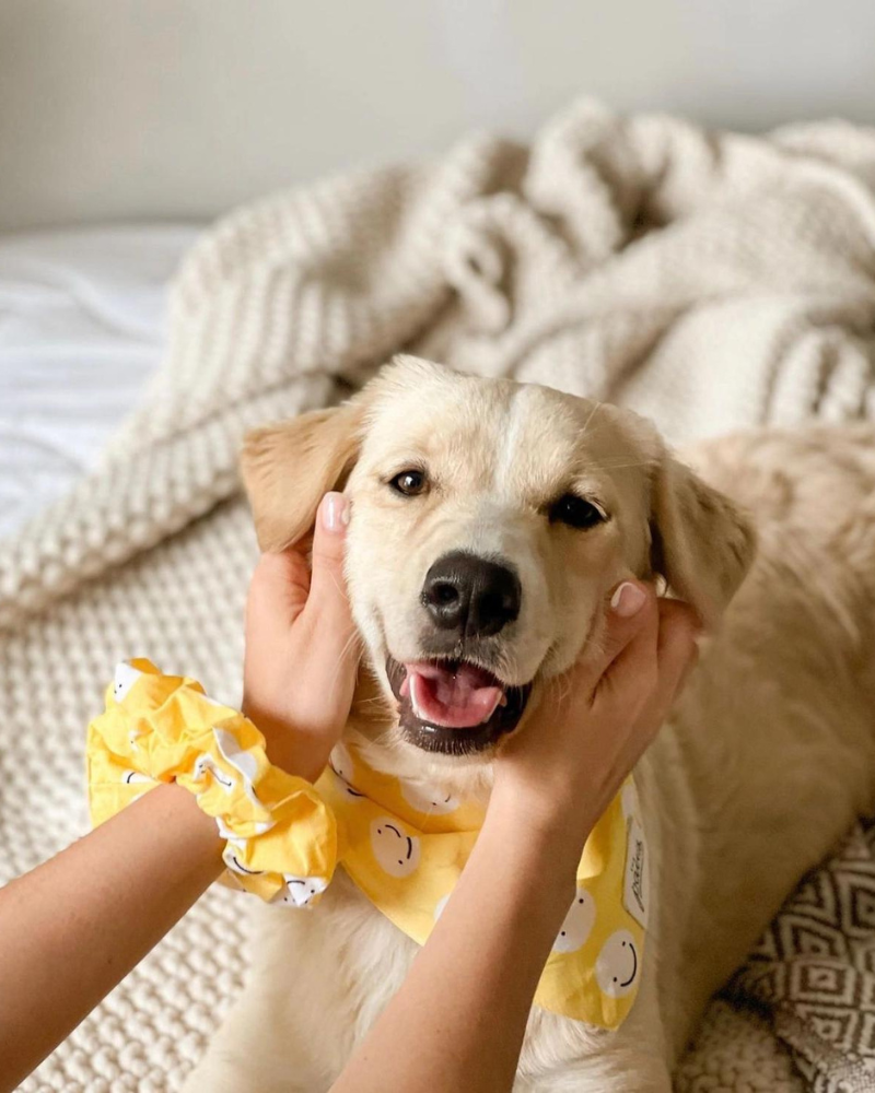 Smiley Friends Dog Bandana (FINAL SALE) Wear THE PAWS   
