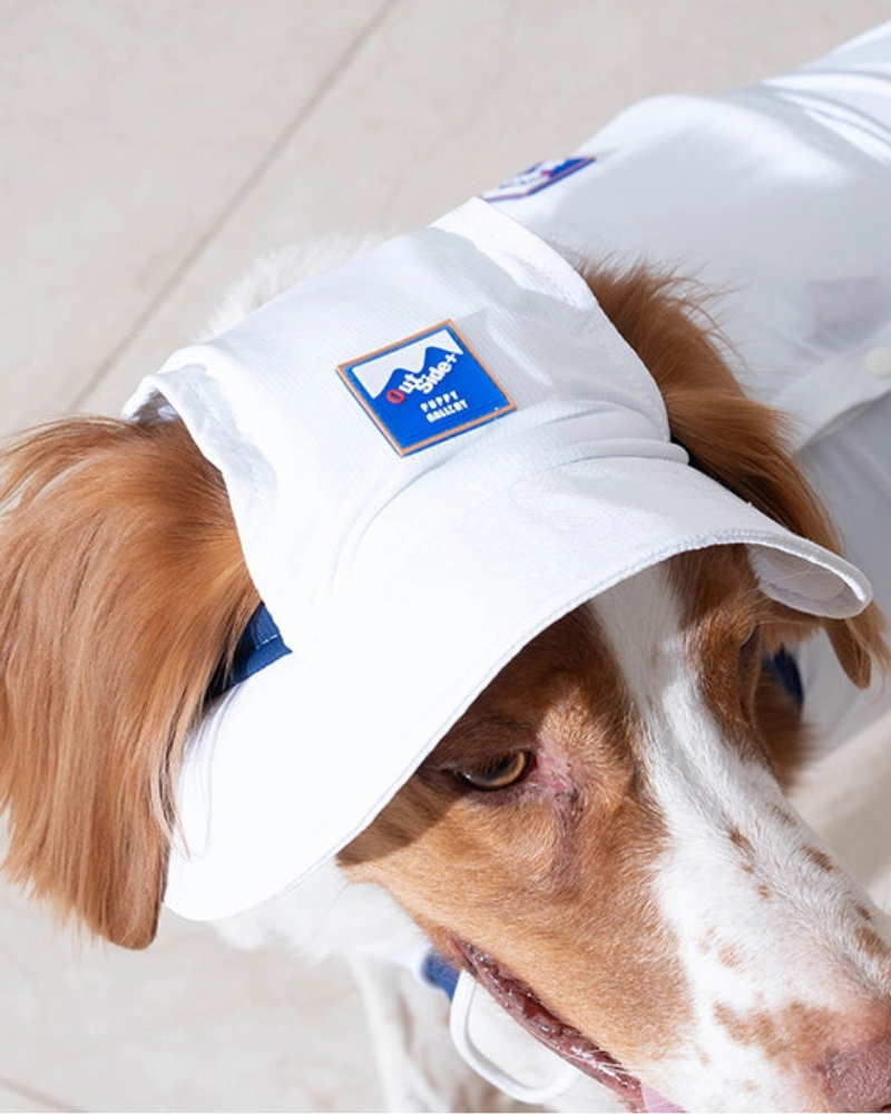 Search For Your Dog's Next Outfit or Accessories With Us! | Dog