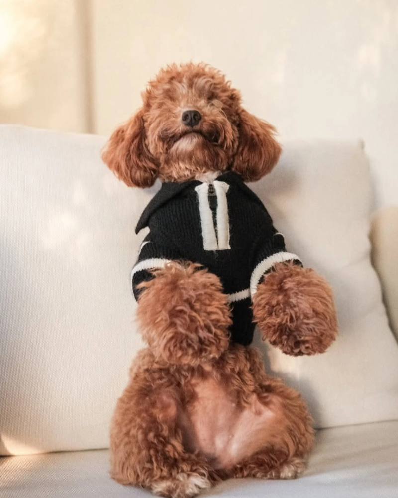 Cortado Striped Zipper Turtleneck Dog Sweater Wear HOSHIBA PET
