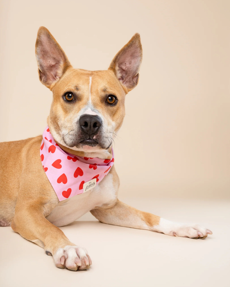 Lovesong Heart Dog Bandana Wear THE PAWS