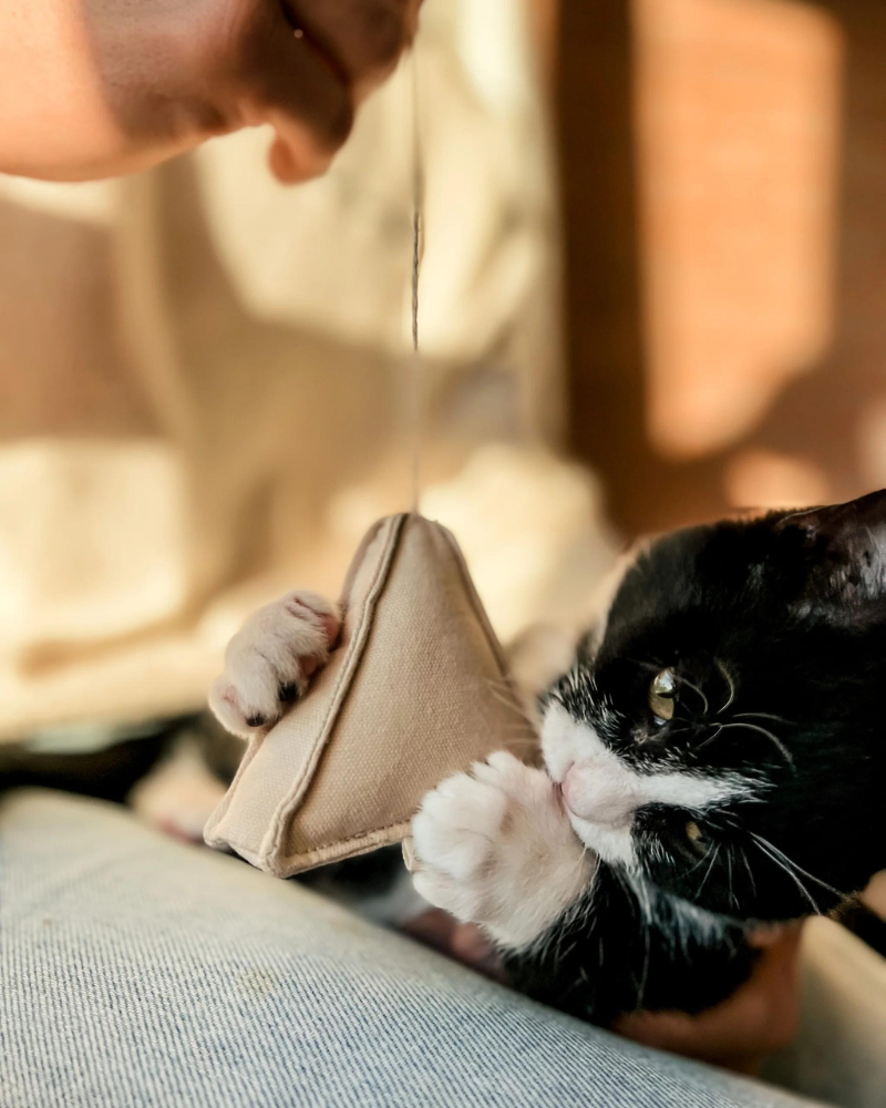 Tea Time Catnip Toy Play Bloire   