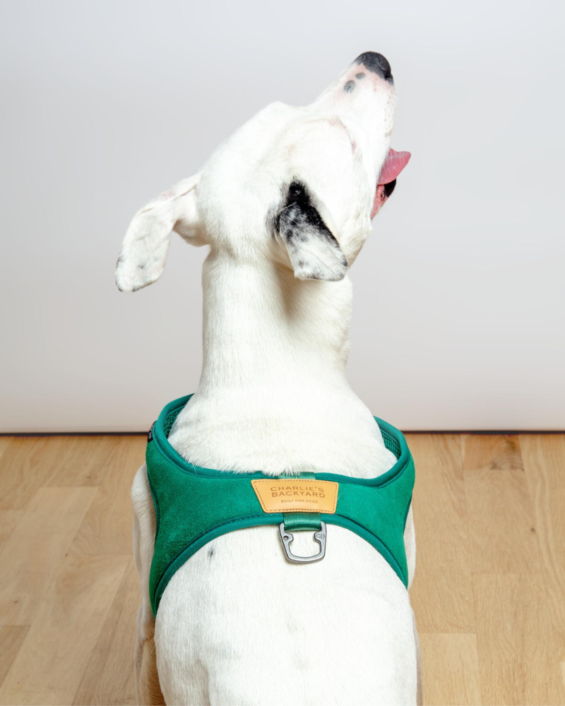 Town Slip-On Dog Harness WALK CHARLIE'S BACKYARD   