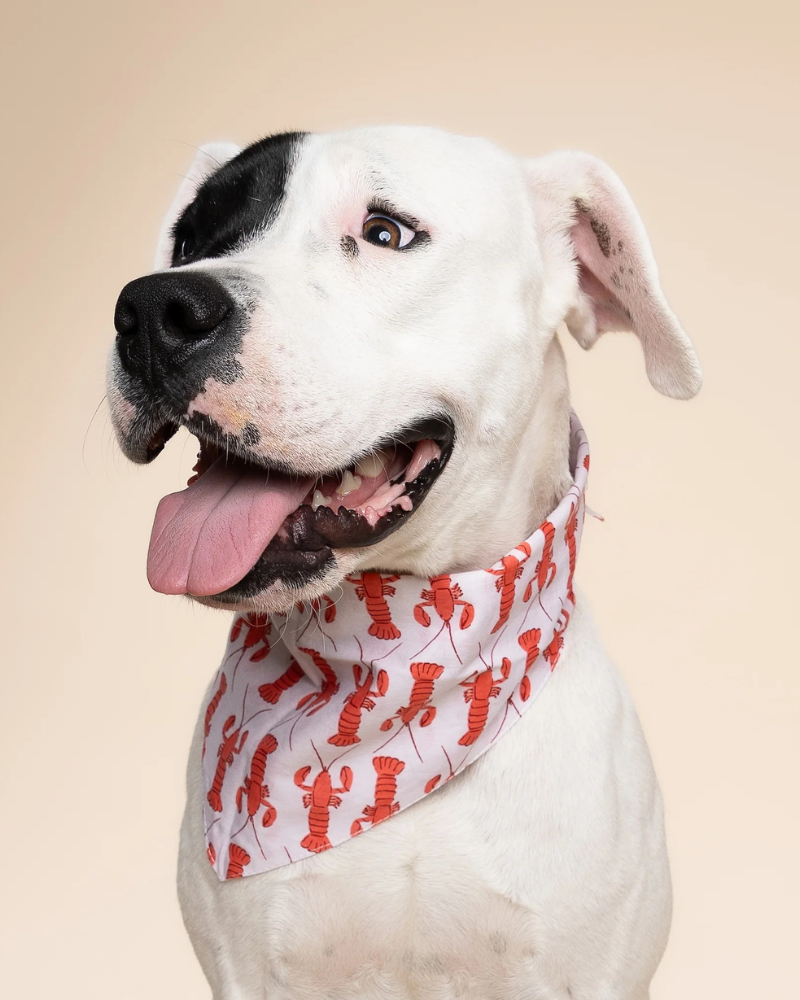 Lobstah Dog Bandana Wear THE PAWS